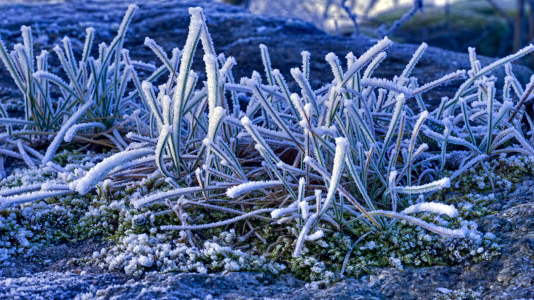 Frozen Gras